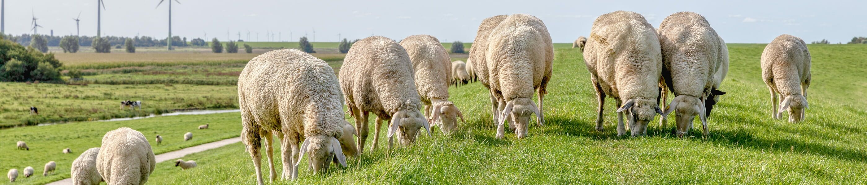Schafherde auf dem Deich mit Blick über Wiesen und Landschaft