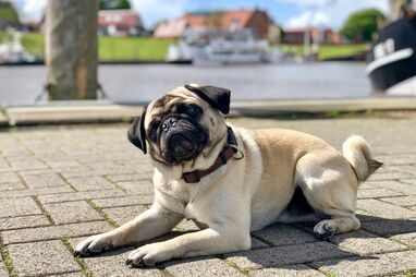 Mops am Hafen von Greetsiel – Perfekter Urlaub mit Hund an der Nordsee