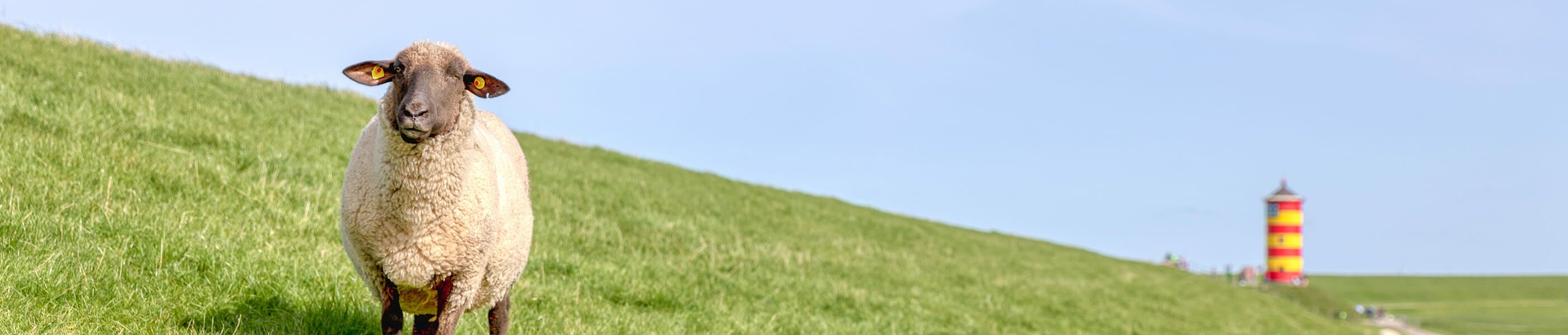 Einzelnes Schaf auf grünem Deich mit rot/gelben Leuchtturm im Hintergrund